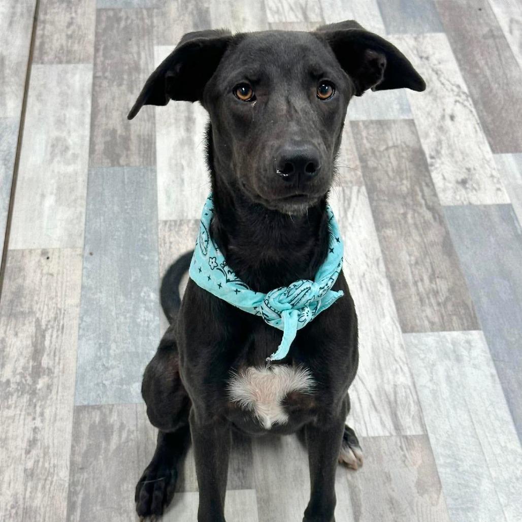 Flora, a Adoptable Mixed Breed in Lufkin, TX image 4/4