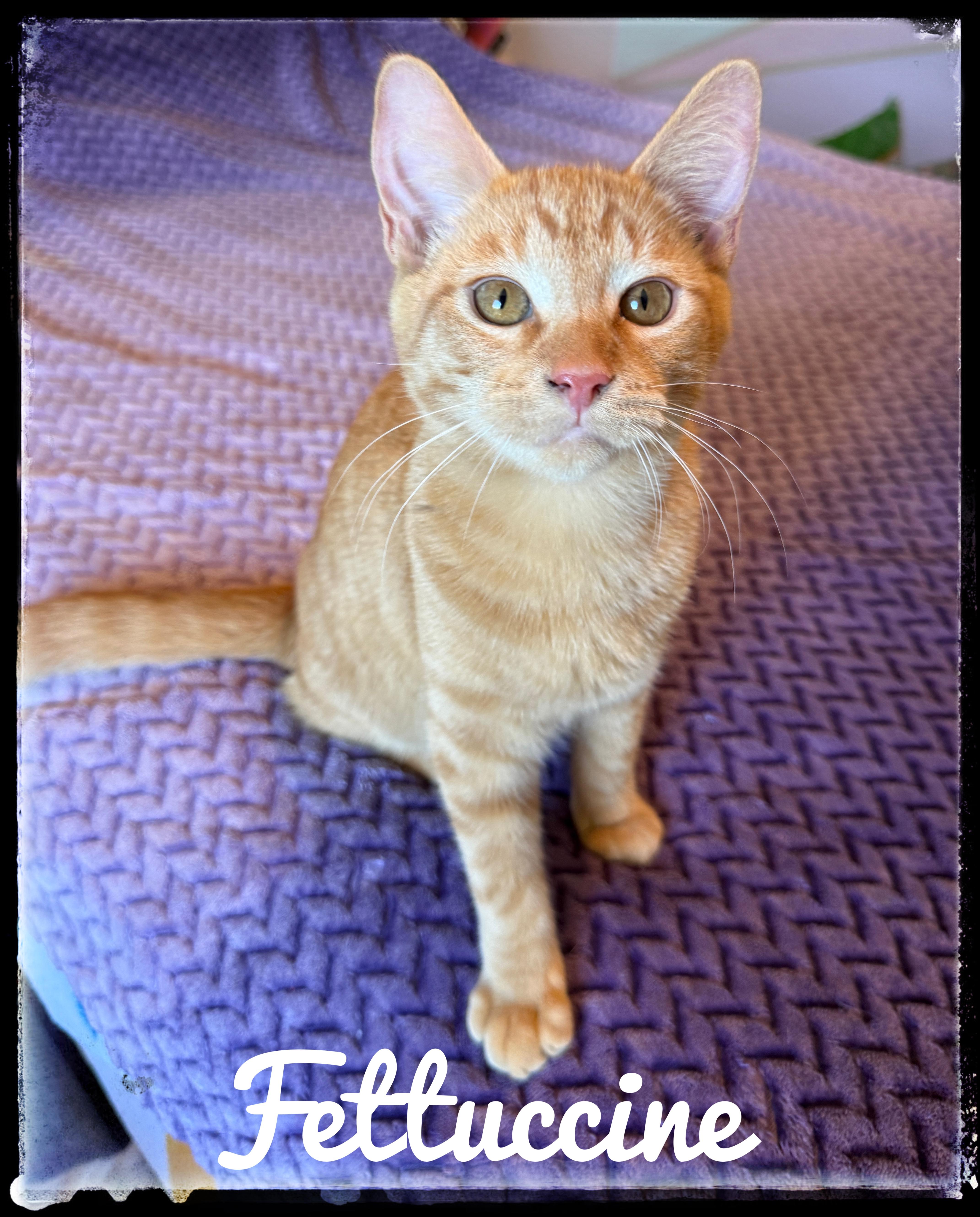 Enlarge Fettuccine, a Adoptable Domestic Short Hair in El Cajon, CA image 1/1
