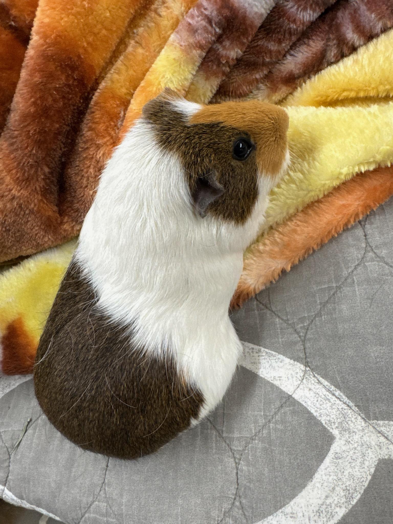 Enlarge Latte, a ADOPTABLE Guinea Pig in Frazier Park, CA image 1/2