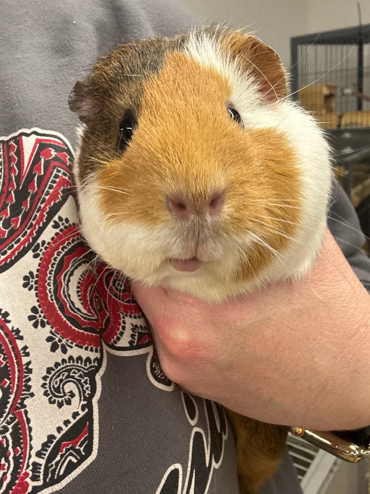 Enlarge Latte, a ADOPTABLE Guinea Pig in Frazier Park, CA image 2/2