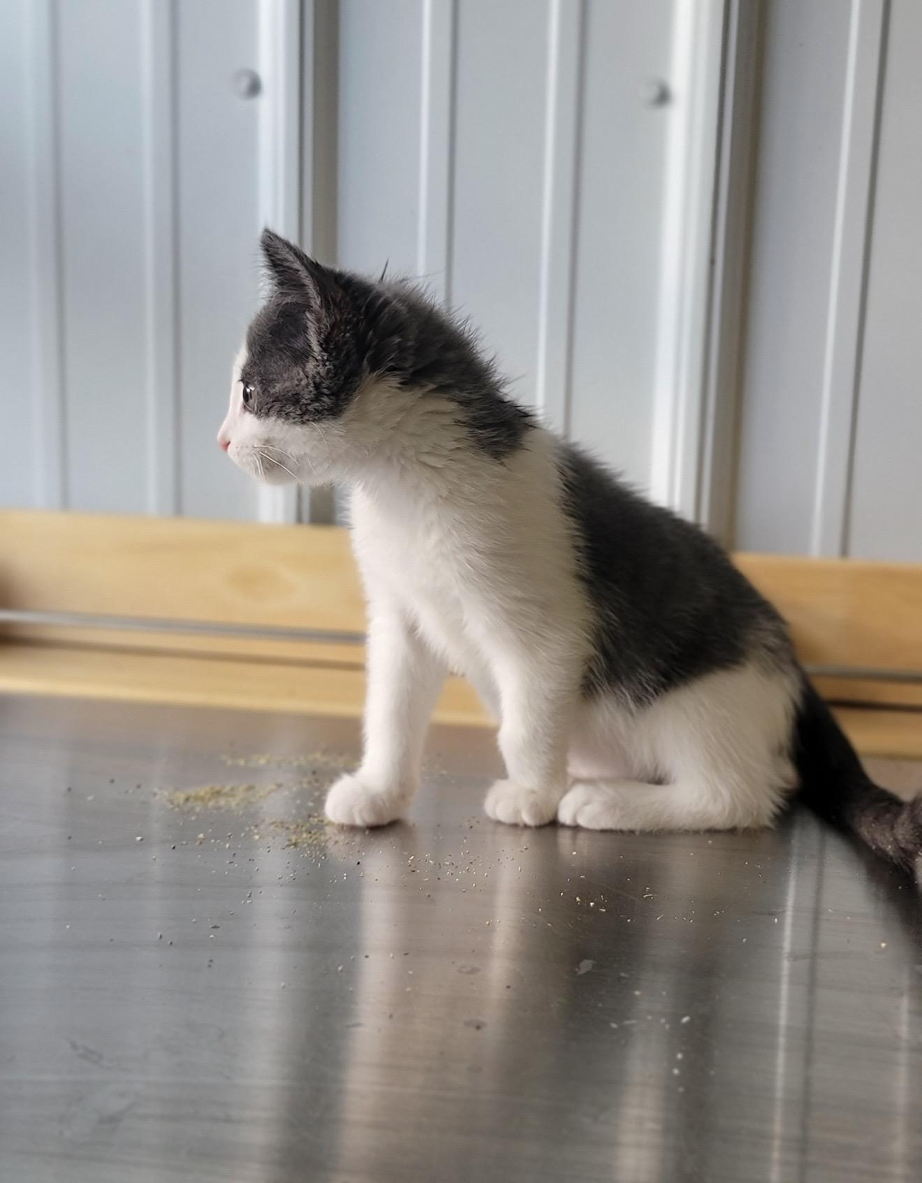 Enlarge Percy, a ADOPTABLE Domestic Short Hair in Fertile, MN image 3/3
