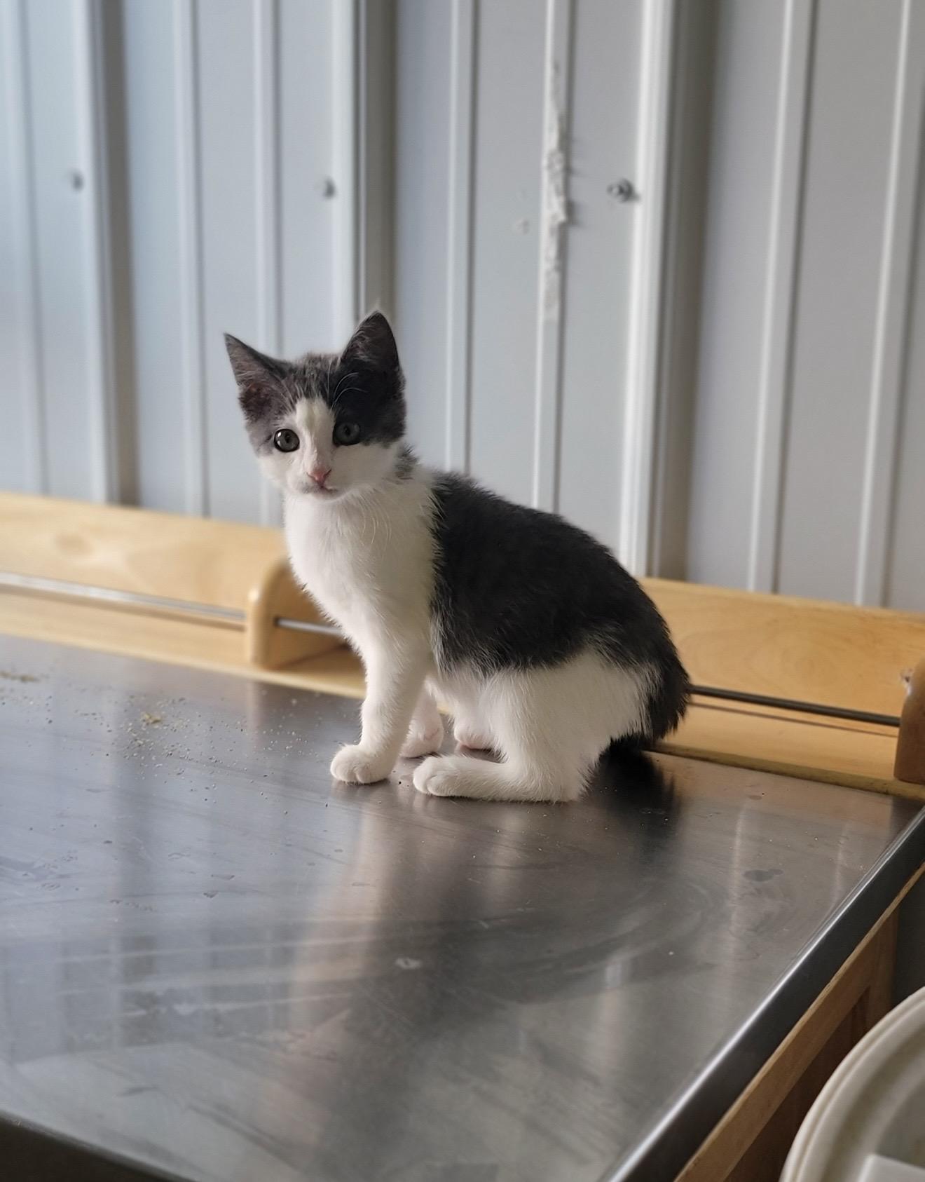 Percy, ADOPTABLE, Young Male Domestic Short Hair.