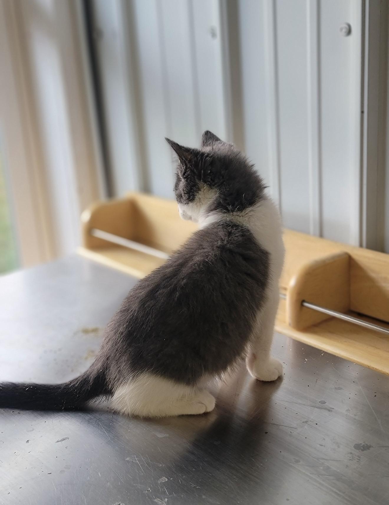 Enlarge Percy, a ADOPTABLE Domestic Short Hair in Fertile, MN image 2/3