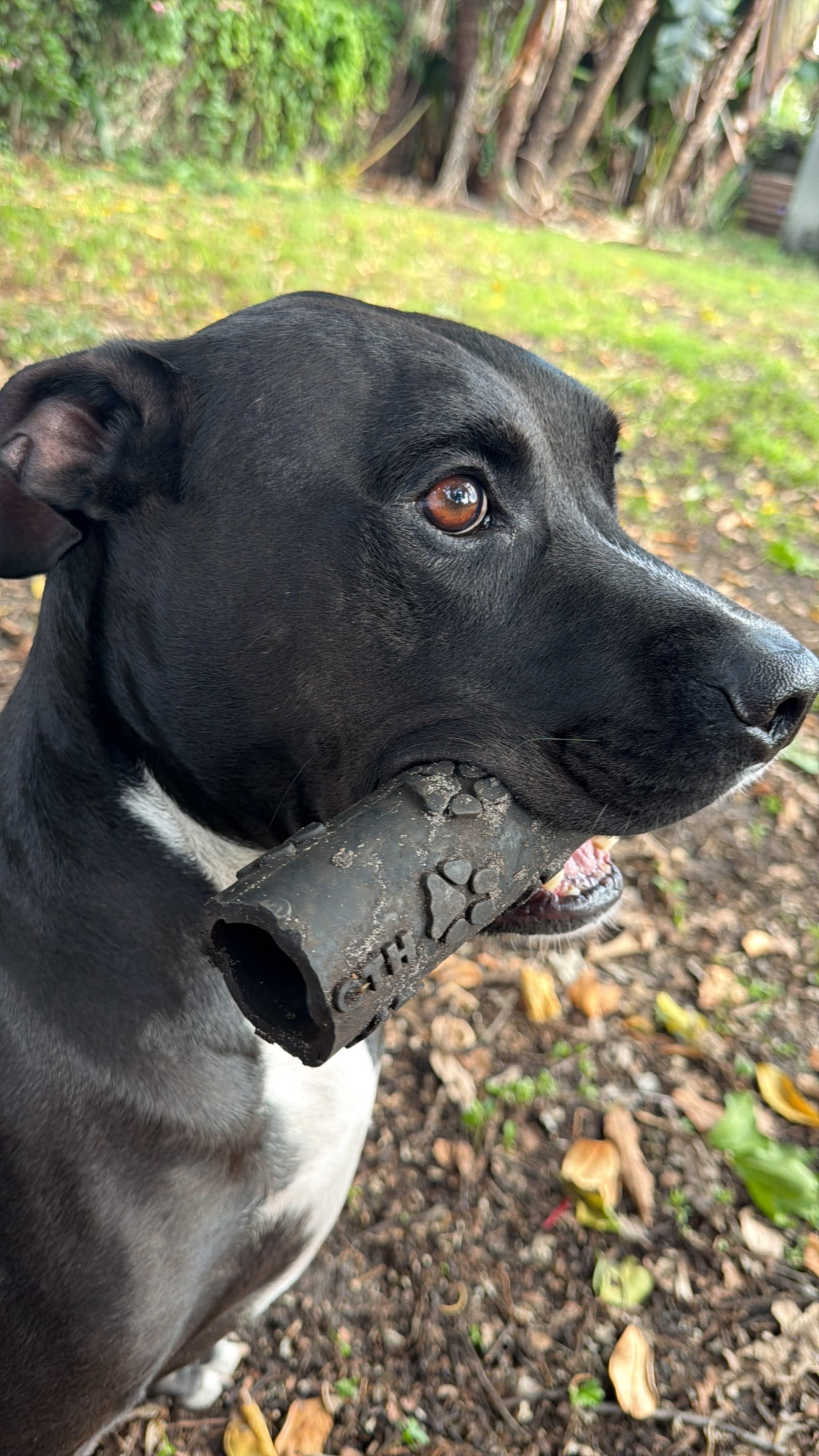 Enlarge Roy, a Adoptable mixed breed in cape coral, FL image 5/6