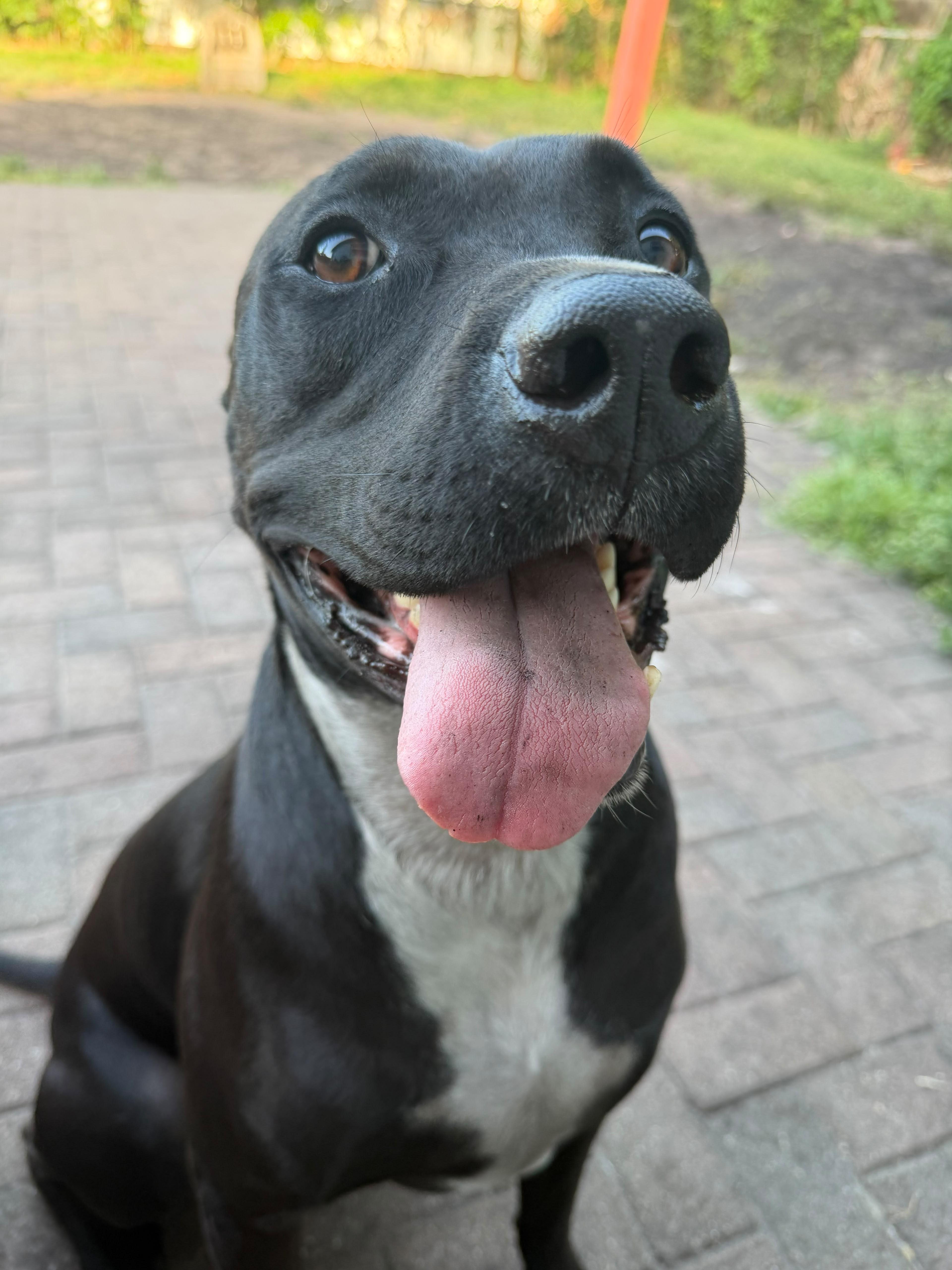 Enlarge Roy, a Adoptable mixed breed in cape coral, FL image 2/6
