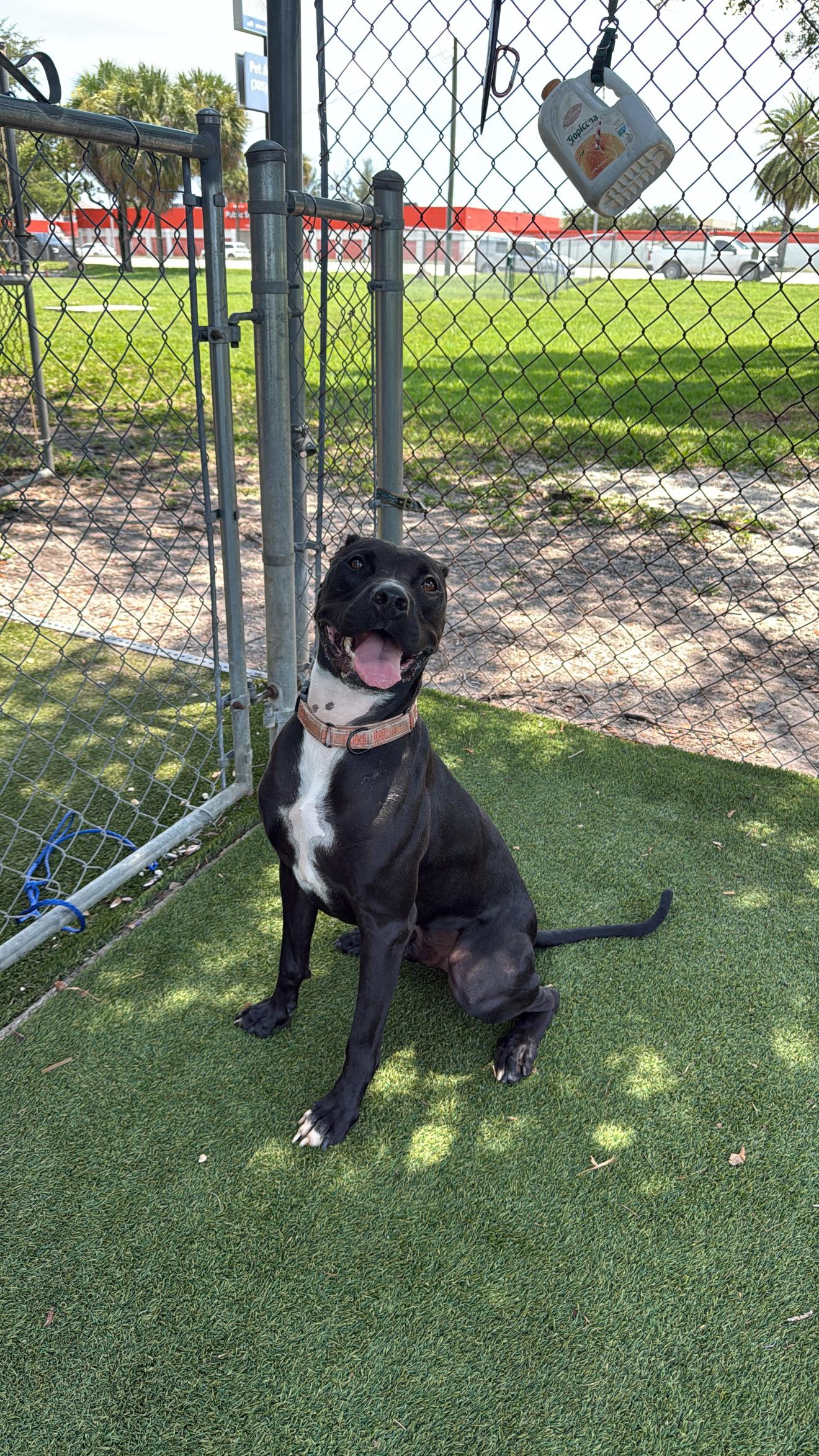 Enlarge Roy, a Adoptable mixed breed in cape coral, FL image 3/6