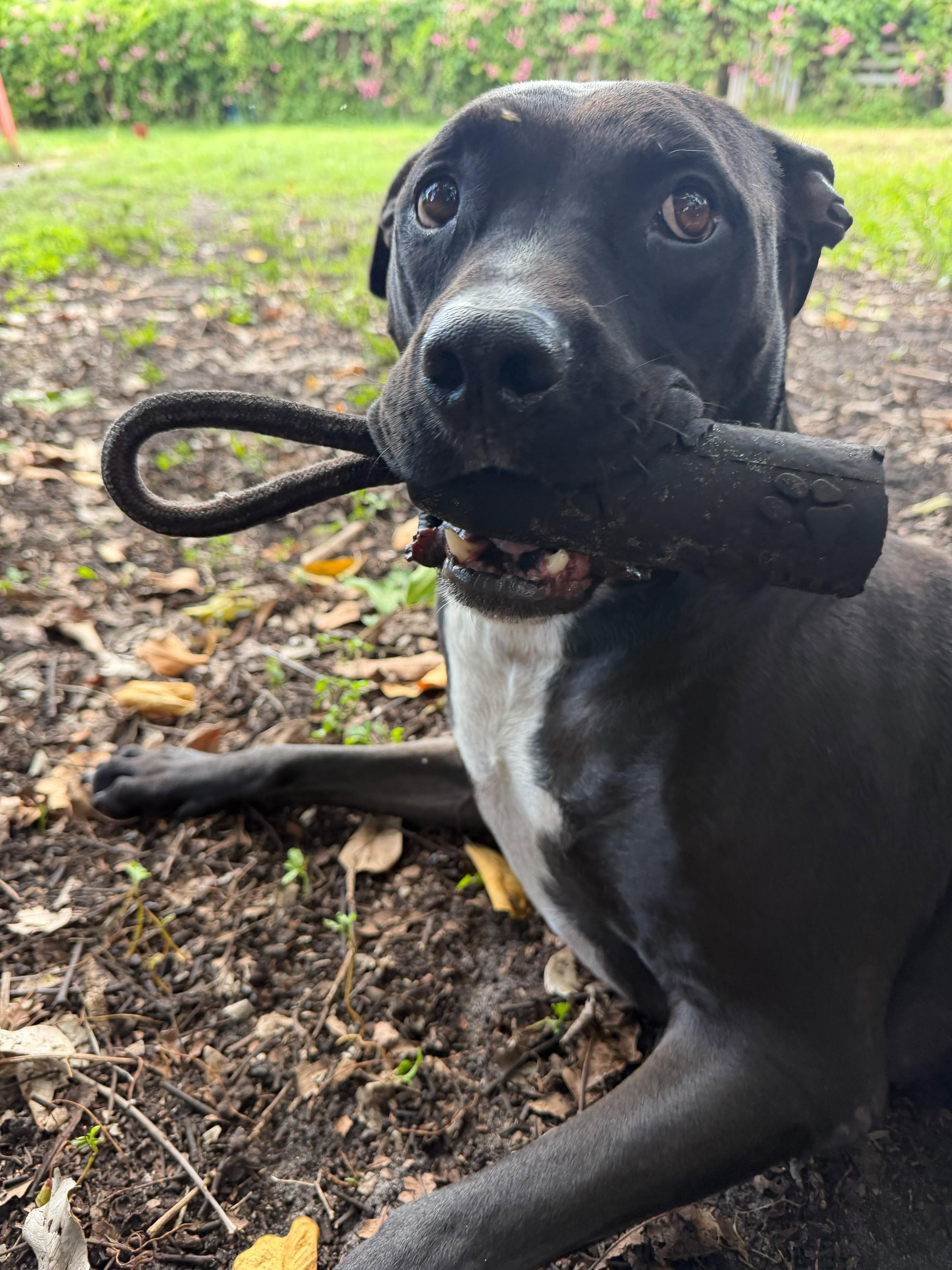 Enlarge Roy, a Adoptable mixed breed in cape coral, FL image 6/6