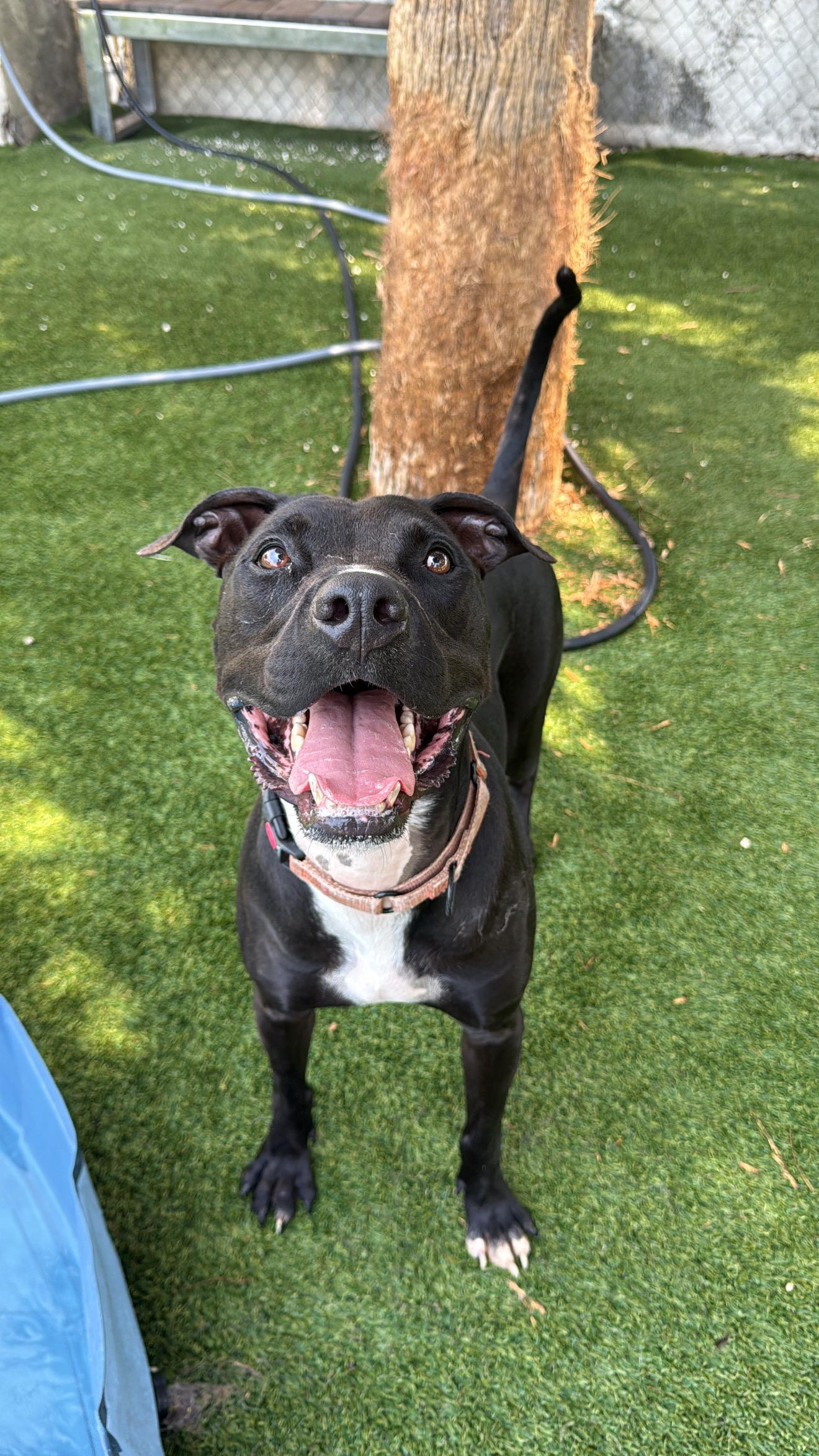 Enlarge Roy, a Adoptable mixed breed in cape coral, FL image 2/6