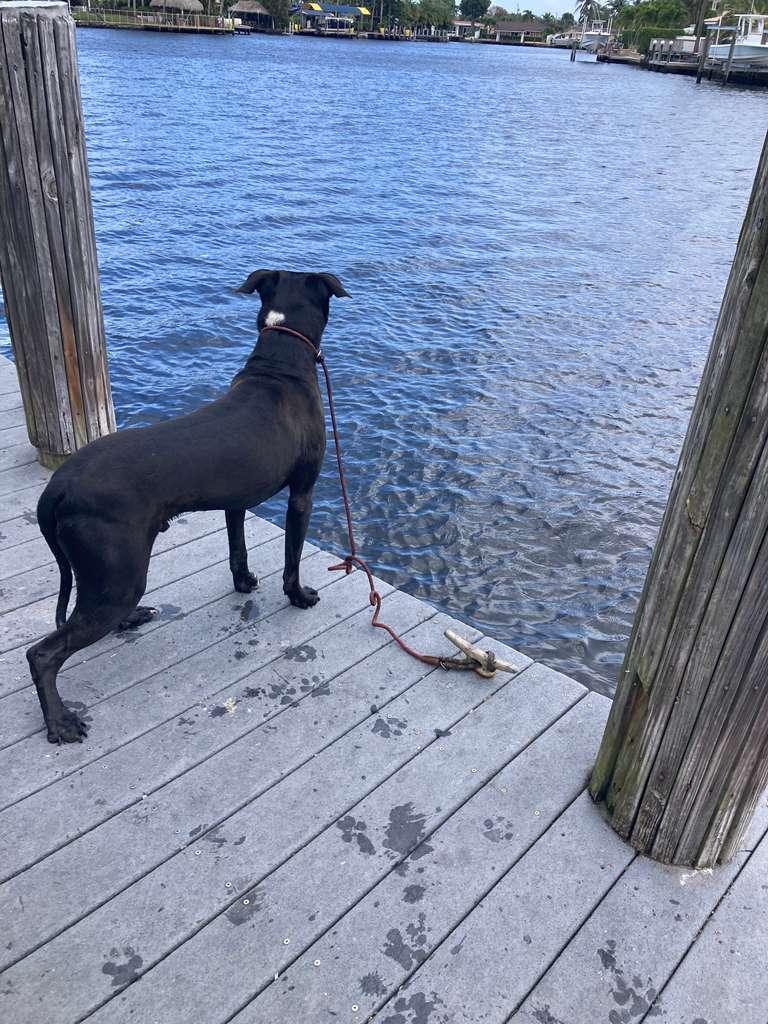Roy, a Adoptable mixed breed in melbourne, FL image 1/5