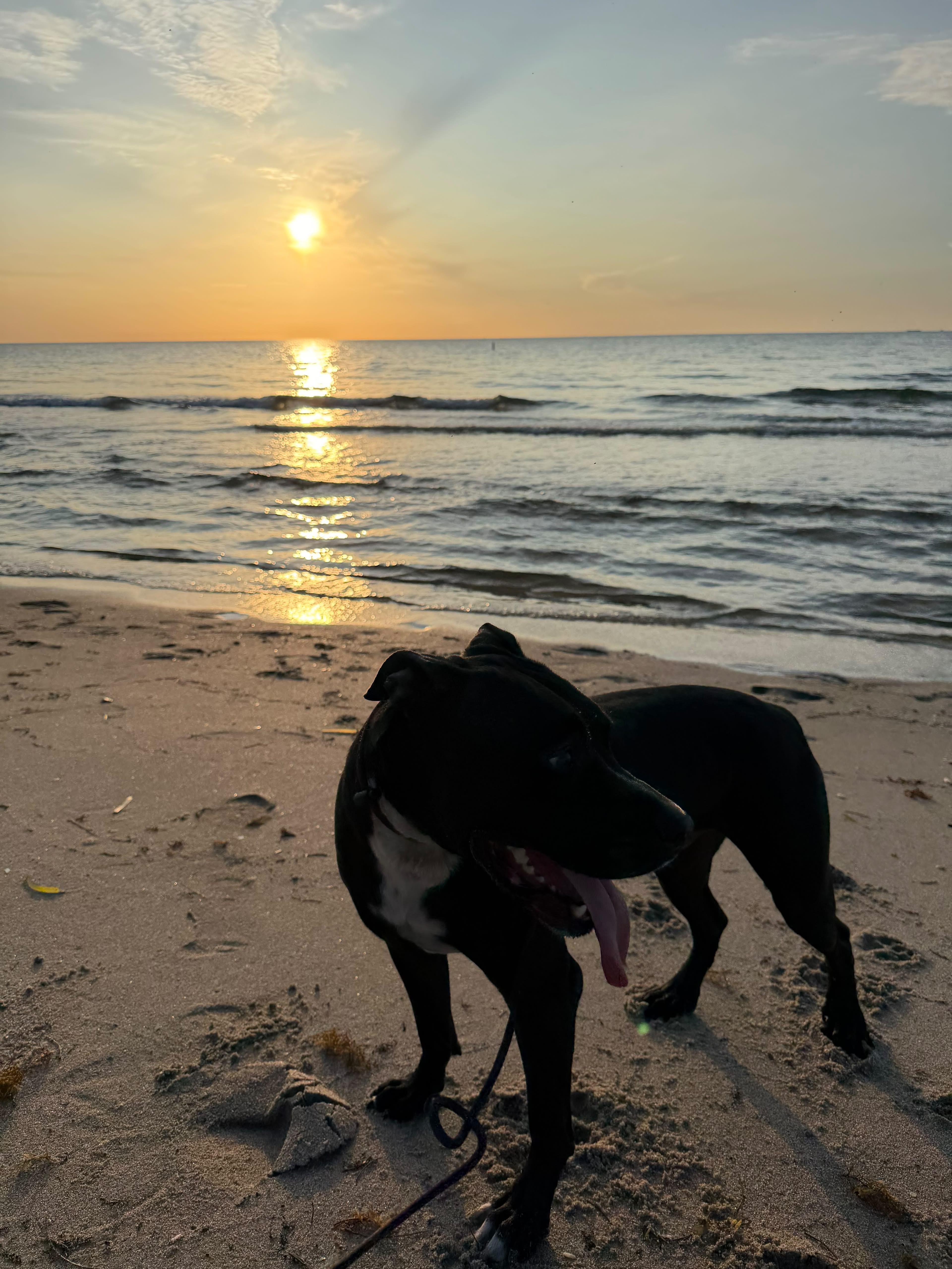 Enlarge Roy, a Adoptable mixed breed in cape coral, FL image 3/6
