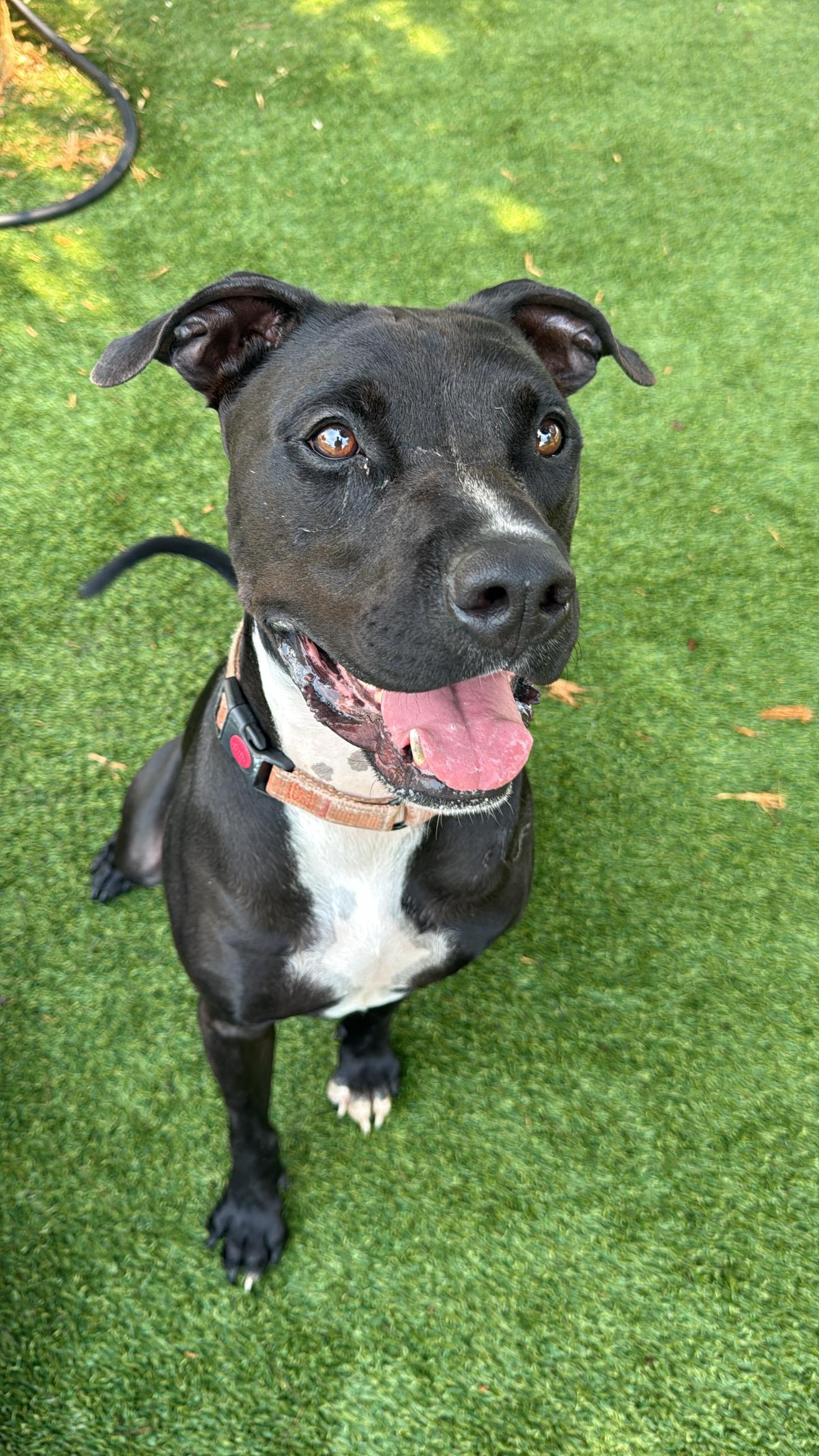 Roy, Adoptable, Young Male Pit Bull Terrier.