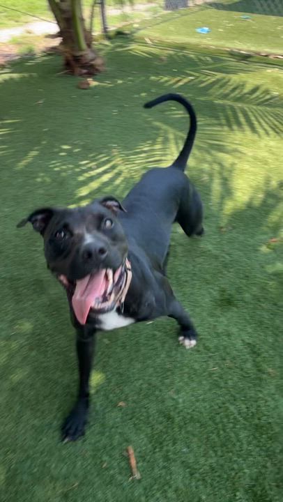 Enlarge Roy, a Adoptable mixed breed in cape coral, FL video 5/6