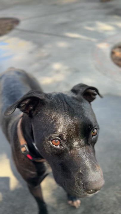 Enlarge Roy, a Adoptable mixed breed in cape coral, FL video 4/6