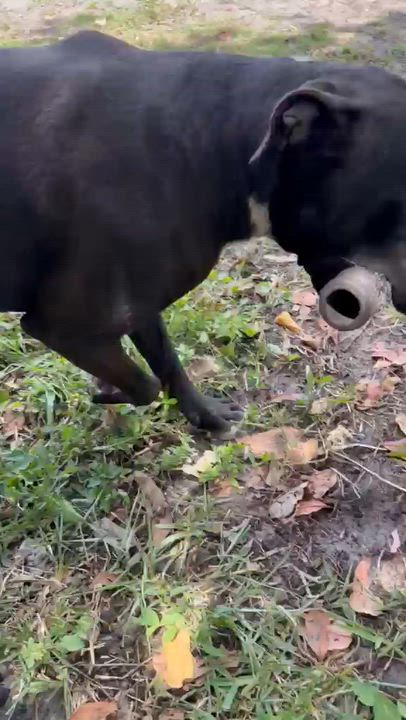 Enlarge Roy, a Adoptable mixed breed in melbourne, FL video 5/5
