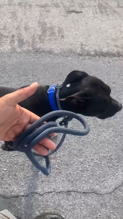 Enlarge Roy, a Adoptable mixed breed in cape coral, FL video 6/6