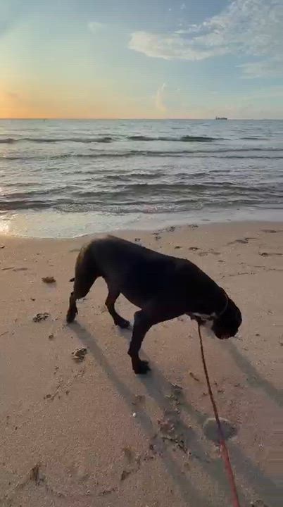 Enlarge Roy, a Adoptable mixed breed in cape coral, FL video 4/6
