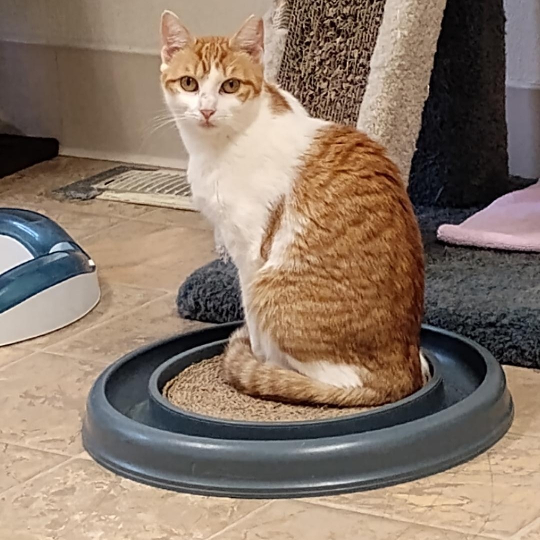 Enlarge Heidi, a ADOPTABLE Domestic Short Hair in Dillsburg, PA image 3/5
