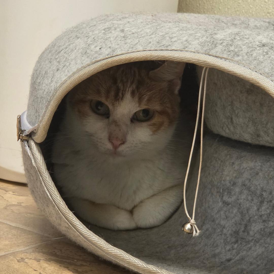 Enlarge Heidi, a ADOPTABLE Domestic Short Hair in Dillsburg, PA image 4/5