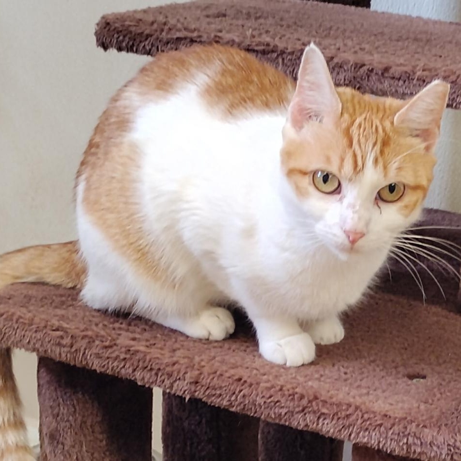 Enlarge Heidi, a ADOPTABLE Domestic Short Hair in Dillsburg, PA image 2/5