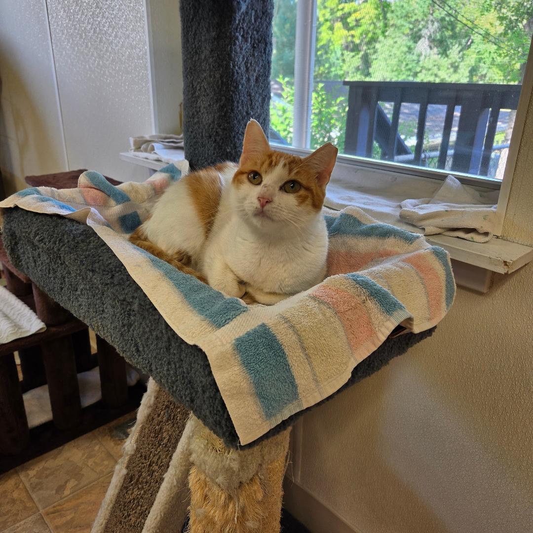 Enlarge Heidi, a ADOPTABLE Domestic Short Hair in Dillsburg, PA image 5/5