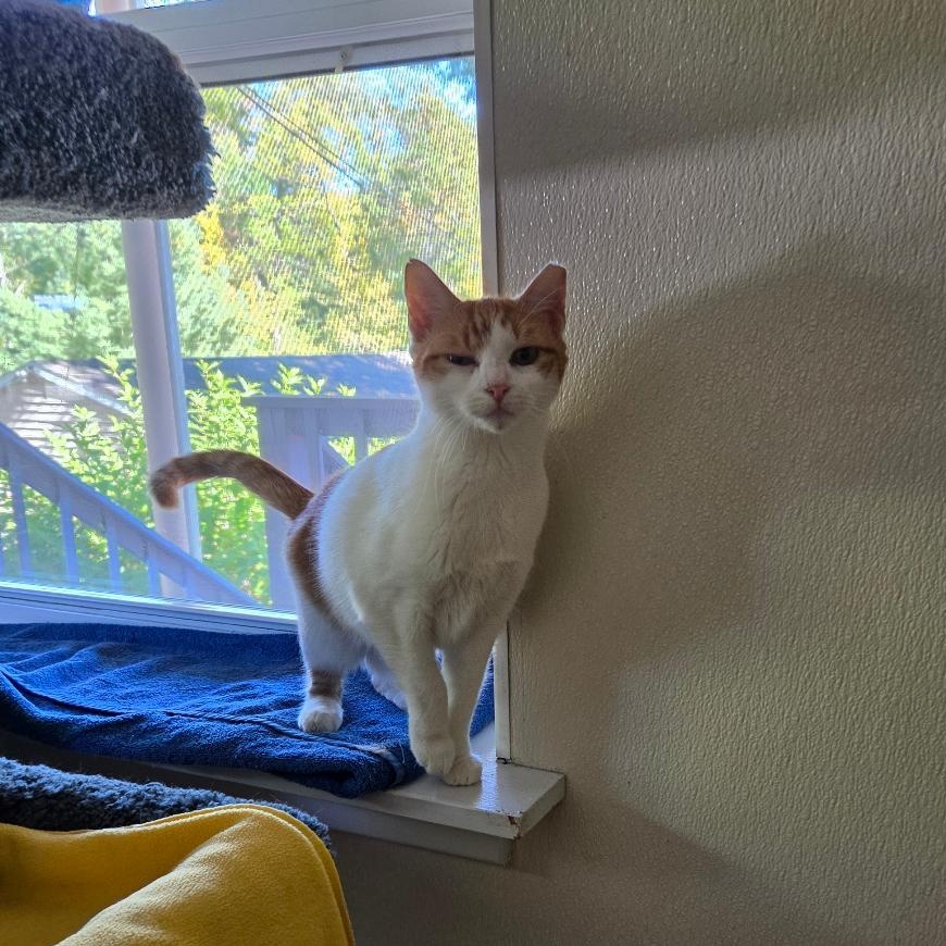 Enlarge Heidi, a Adoptable Domestic Short Hair in Dillsburg, PA image 1/6