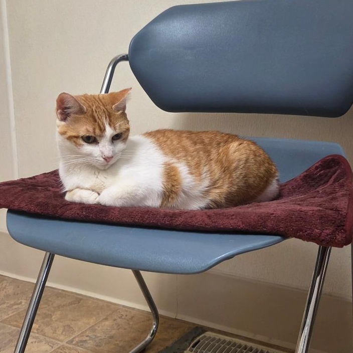 Enlarge Heidi, a Adoptable Domestic Short Hair in Dillsburg, PA image 3/6