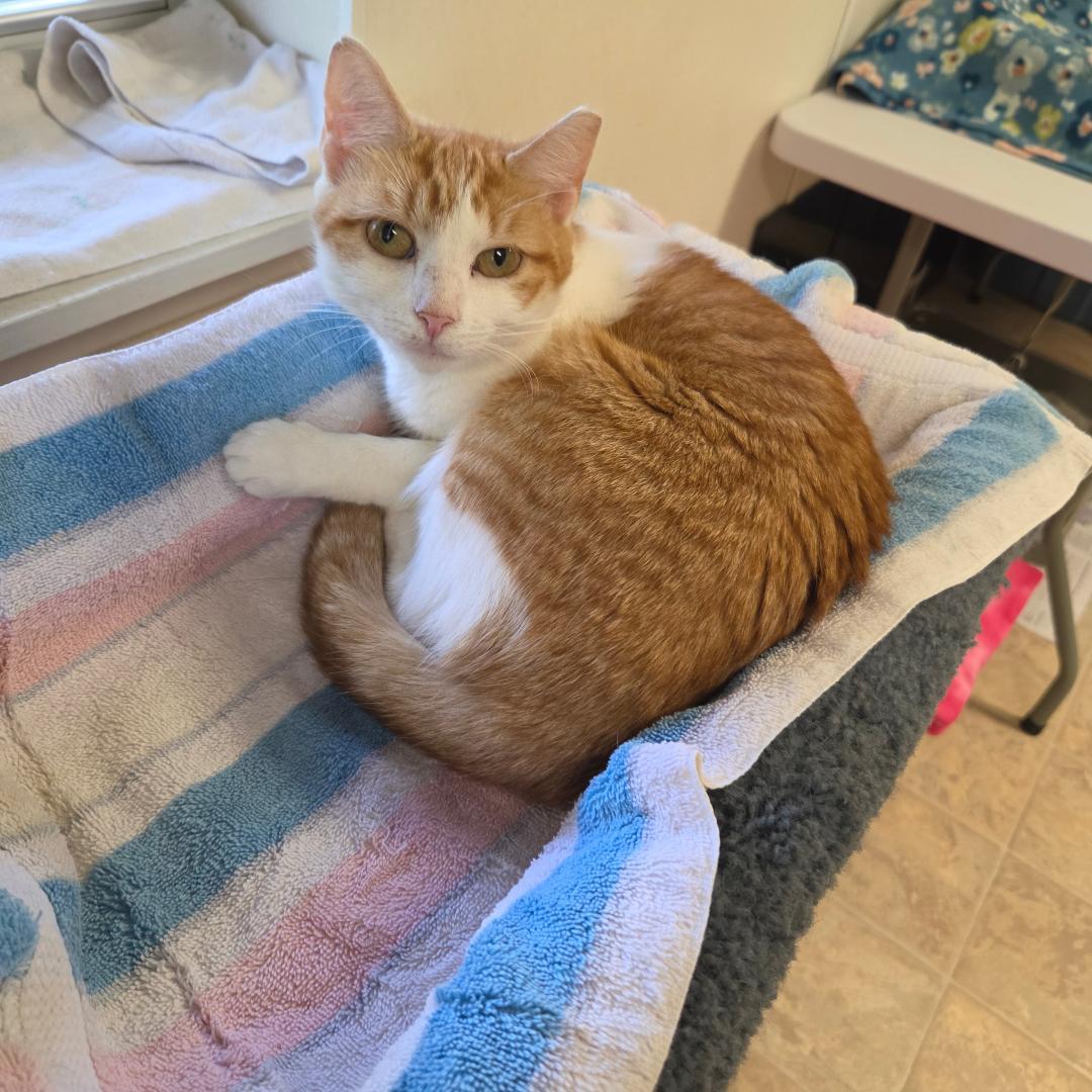 Heidi, ADOPTABLE, Young Female Domestic Short Hair.
