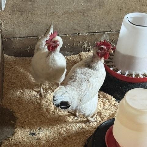 Edith, Adoptable, Young Female Chicken.