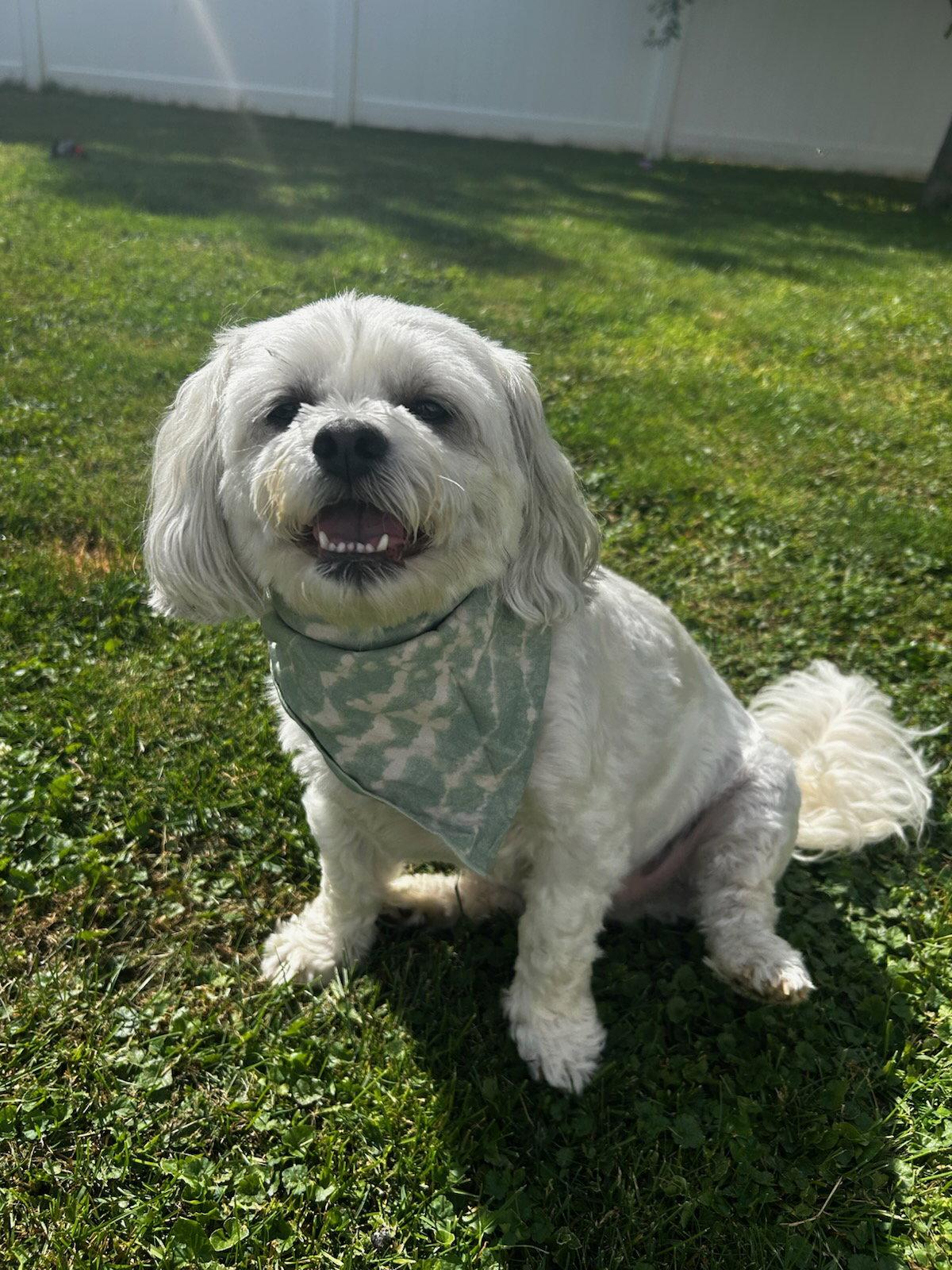 Oliver James, Adoptable, Adult Male Maltese & Shih Tzu.