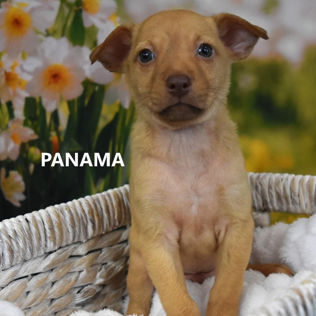Panama, Adoptable, Puppy Male Mixed Breed.