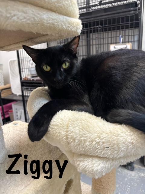 Enlarge Ziggy (bonded with Frank), a ADOPTABLE American Shorthair in Perry, GA image 1/1