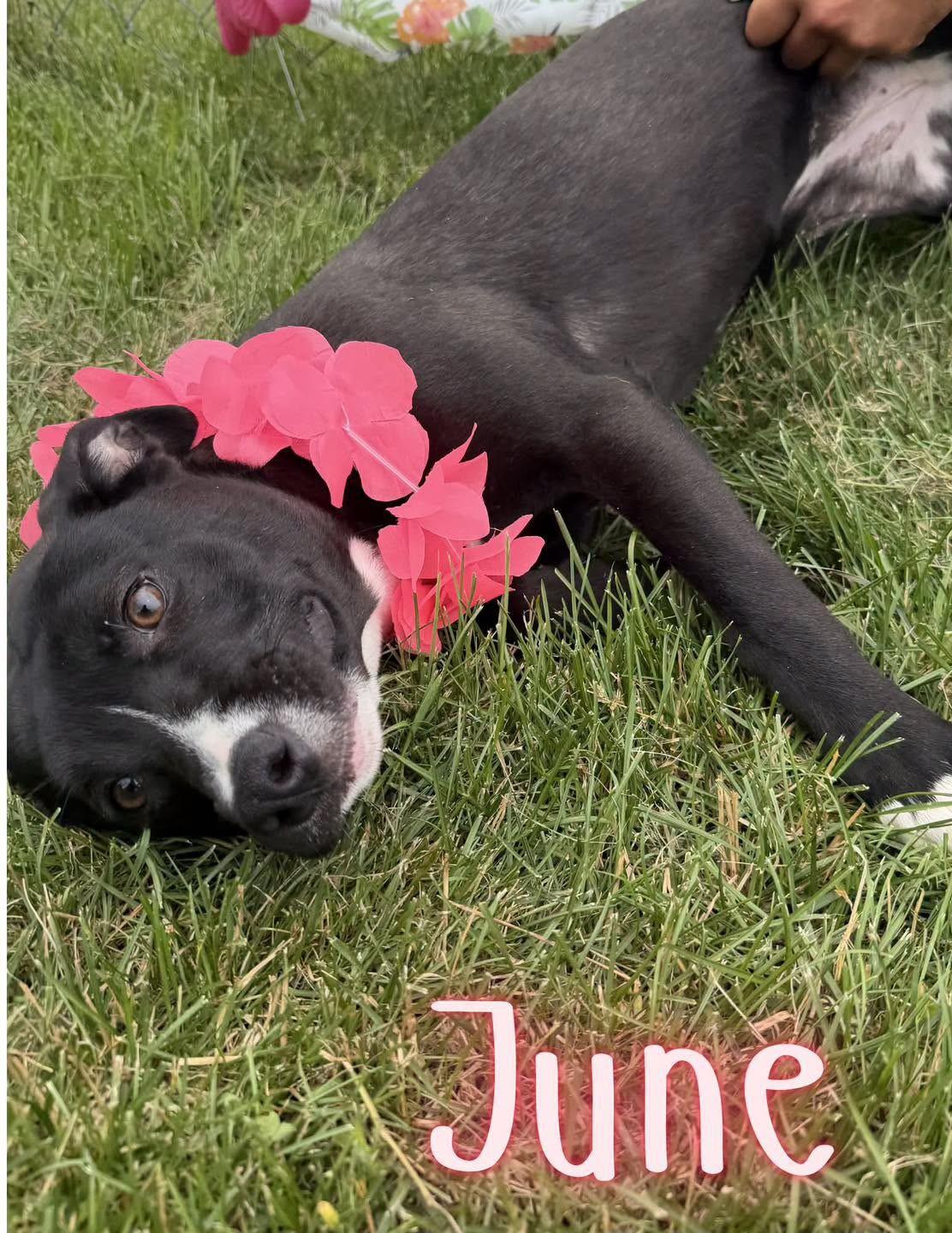 Enlarge June, an adopted mixed breed in Caro, MI image 1/1