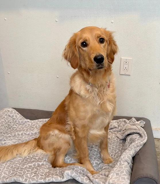 Enlarge Elsa, a ADOPTABLE Golden Retriever in Pointe-Fortune, QC image 1/2