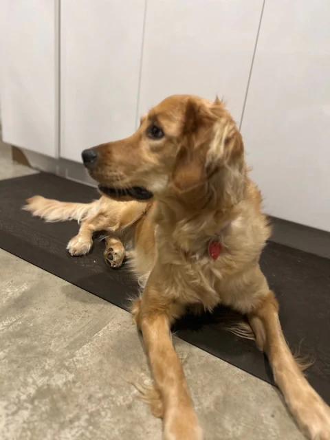 Enlarge Elsa, a ADOPTABLE Golden Retriever in Pointe-Fortune, QC image 2/2