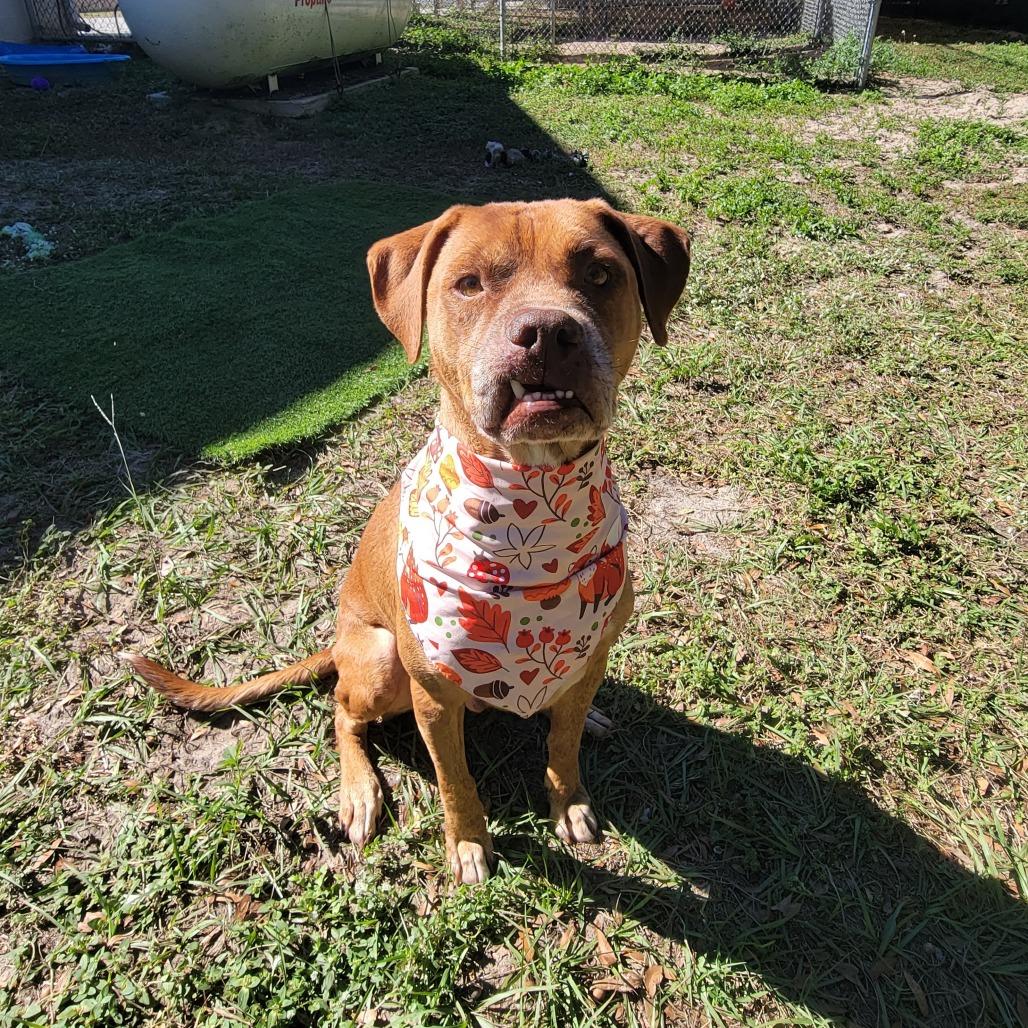 Buck, a Adoptable Labrador Retriever in Lake Panasoffkee, FL image 1/6