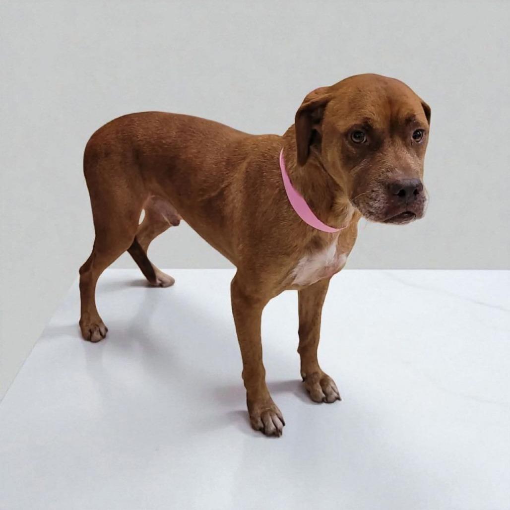 Buck, a Adoptable Labrador Retriever in Lake Panasoffkee, FL image 2/6