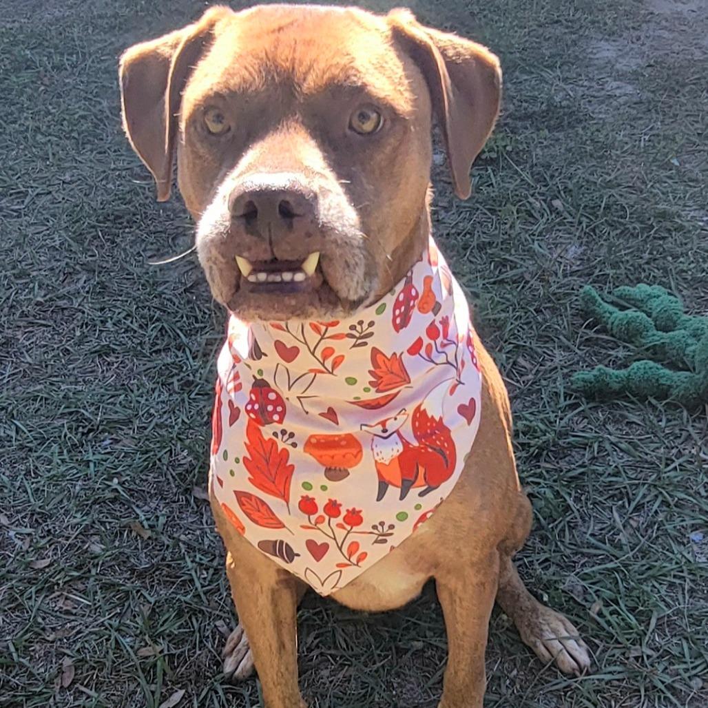Buck, a Adoptable Labrador Retriever in Lake Panasoffkee, FL image 3/6