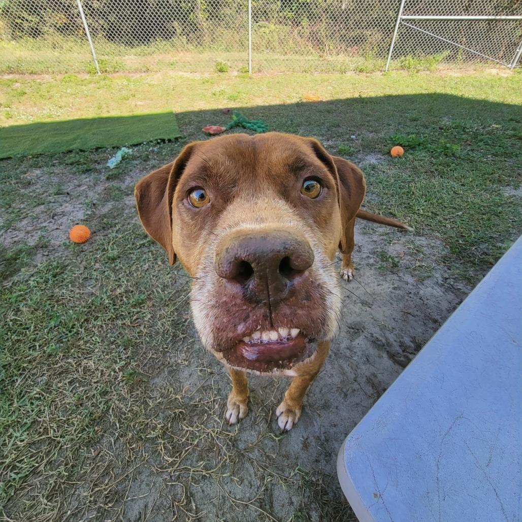 Buck, a Adoptable Labrador Retriever in Lake Panasoffkee, FL image 4/6