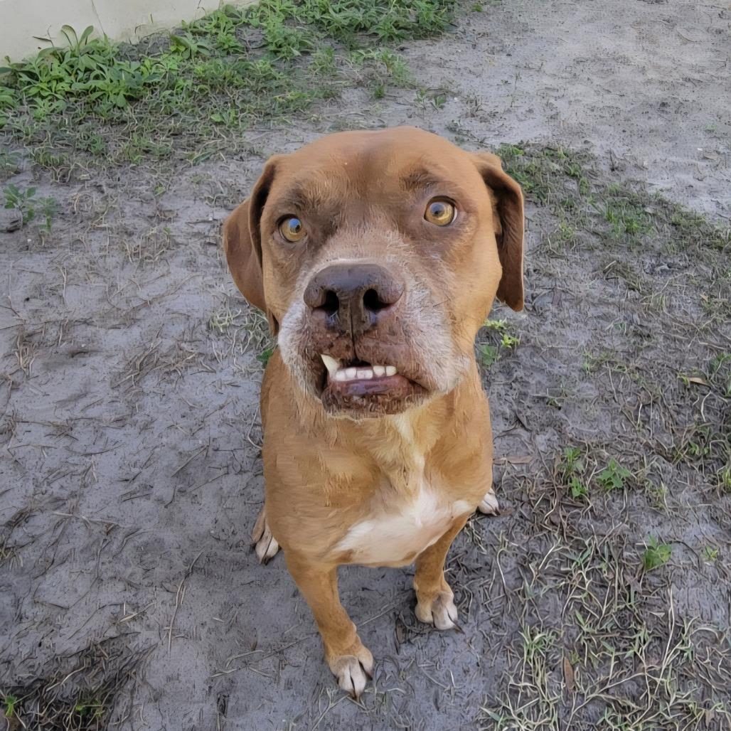 Buck, a Adoptable Labrador Retriever in Lake Panasoffkee, FL image 5/6