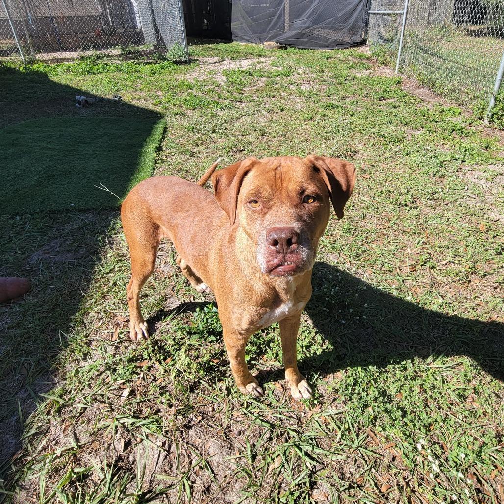 Buck, a Adoptable Labrador Retriever in Lake Panasoffkee, FL image 6/6