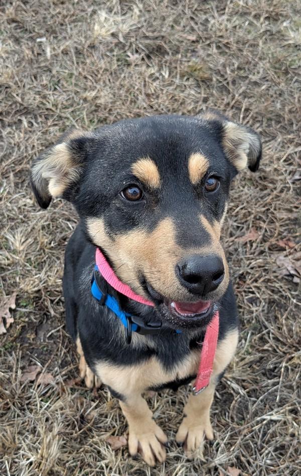 Enlarge Bo, a Adoptable mixed breed in Osage Beach, MO image 1/2