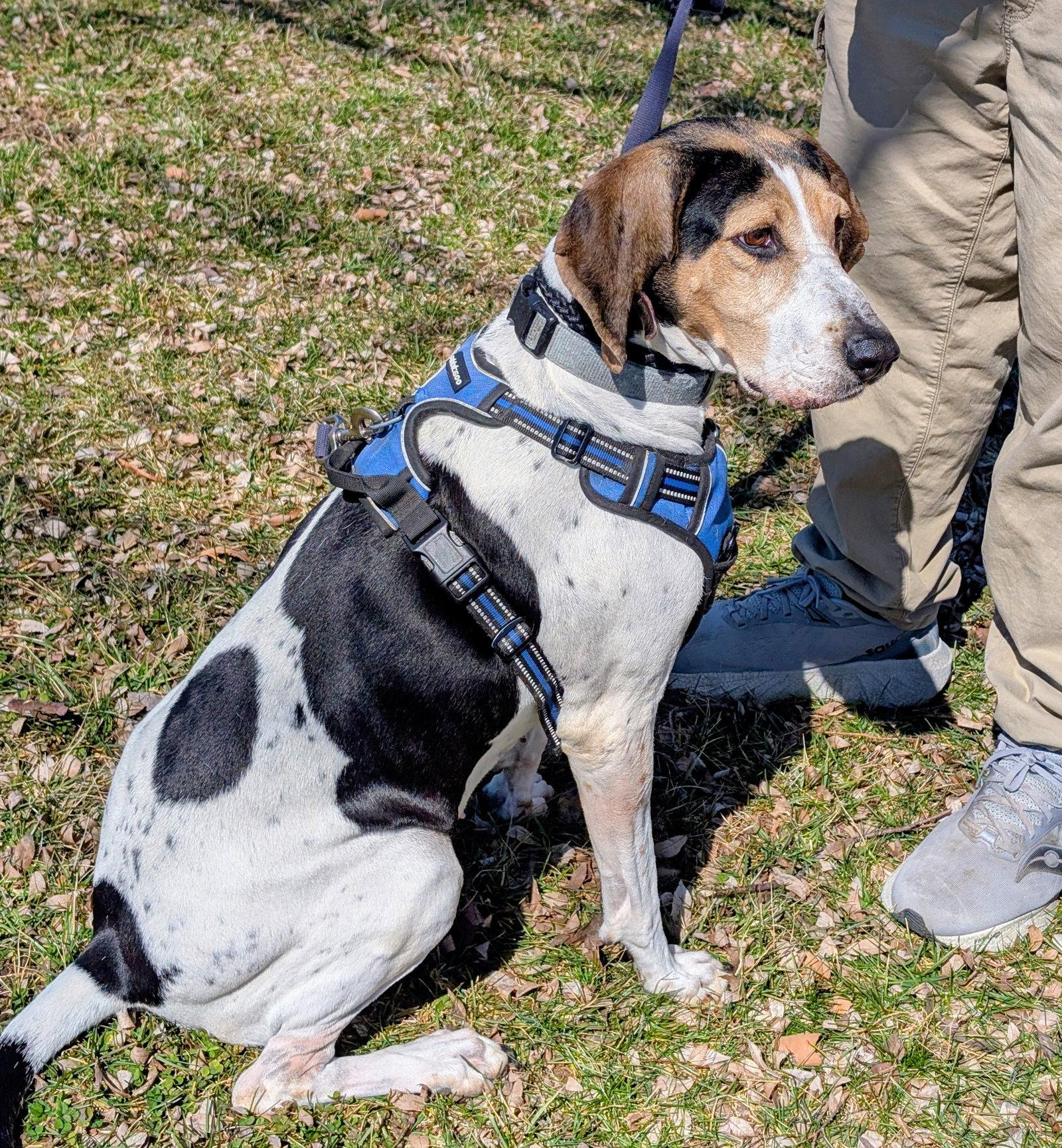 Bonnie, Adoptable, Adult Female Treeing Walker Coonhound & Coonhound.
