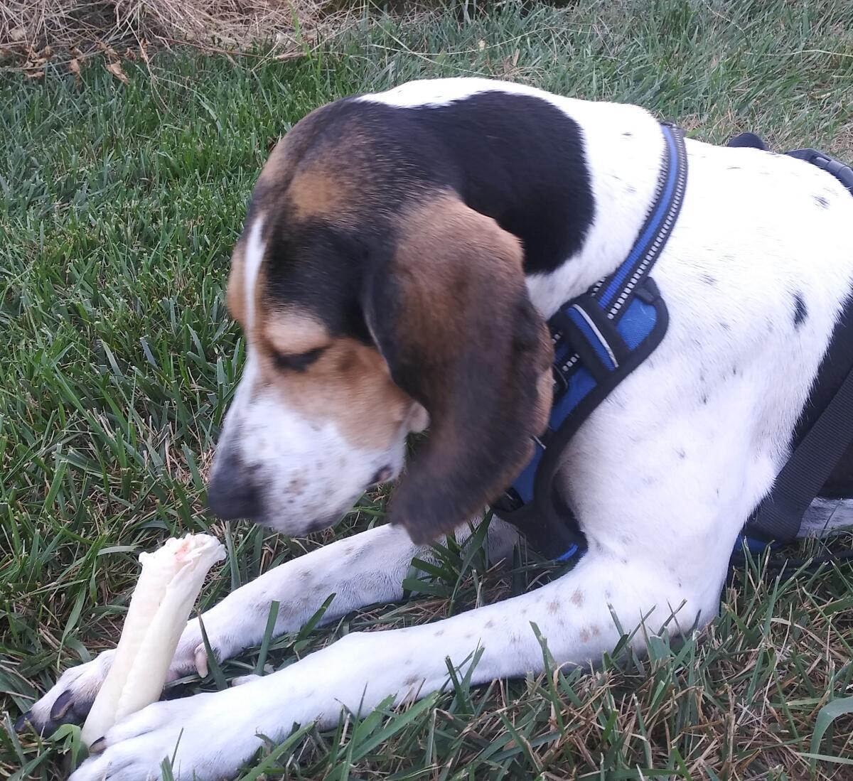 Enlarge Bonnie, a Adoptable mixed breed in Georgetown, KY image 3/3