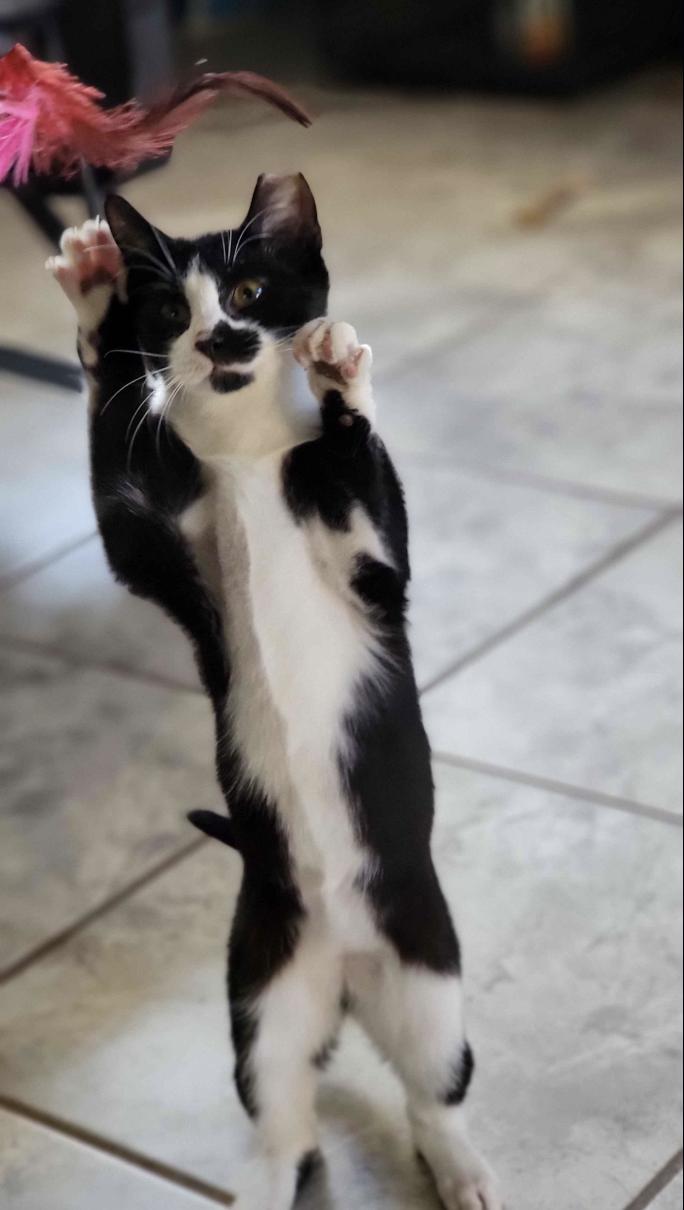 Panda, a Adoptable Domestic Short Hair in Florham Park, NJ image 4/5