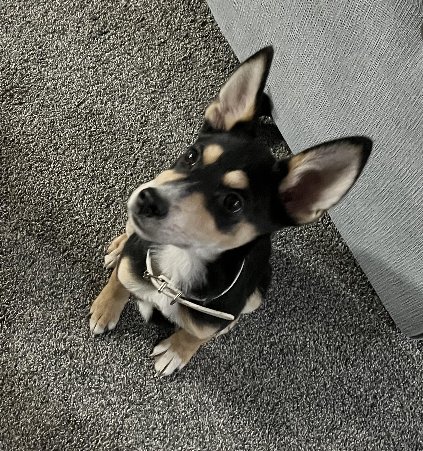 Enlarge Tootsie , an adopted mixed breed in Macomb, MI image 1/1