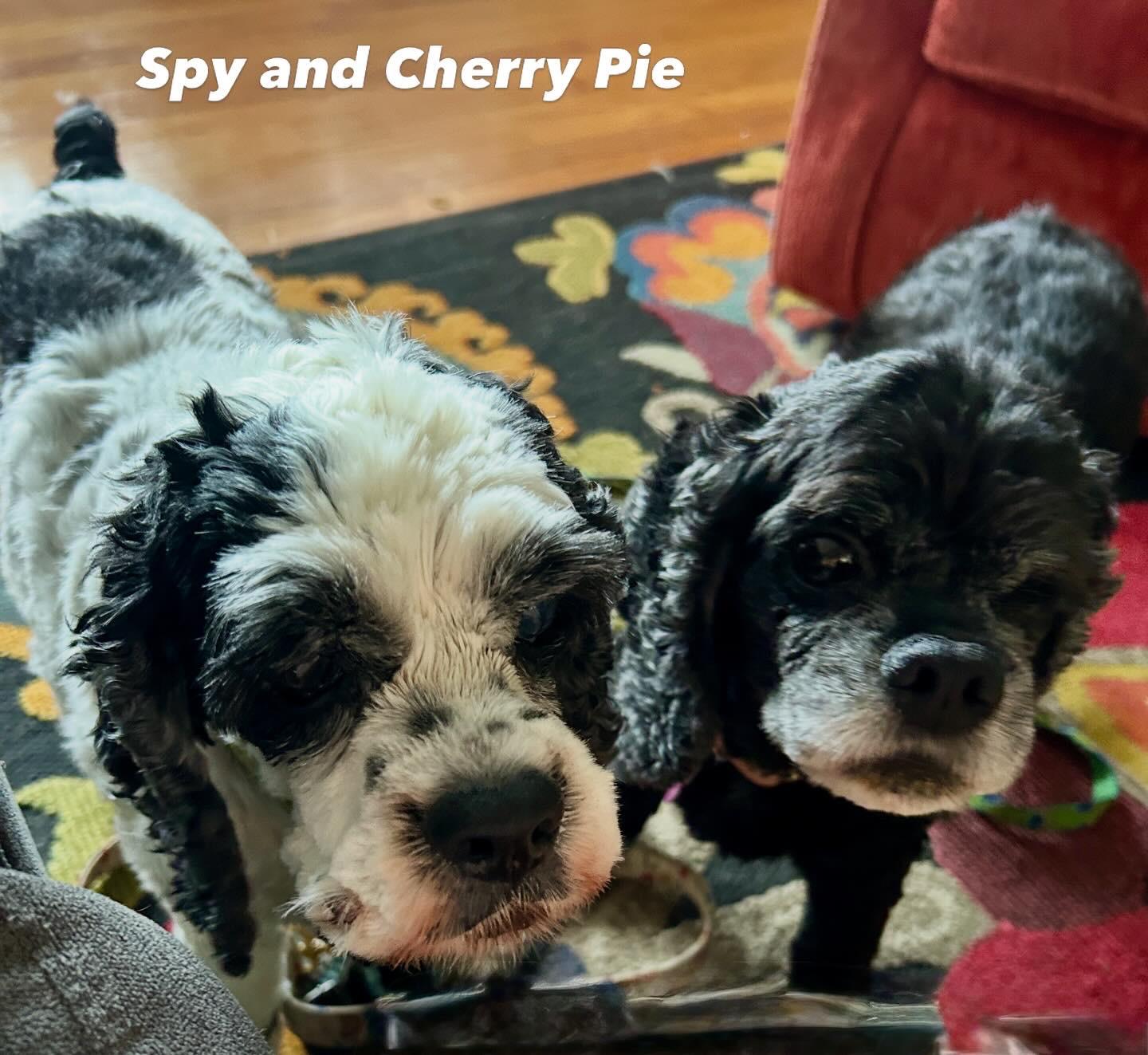 Enlarge Cherry Pie and Spy, a Adoptable Cocker Spaniel in Cape Coral, FL image 2/5