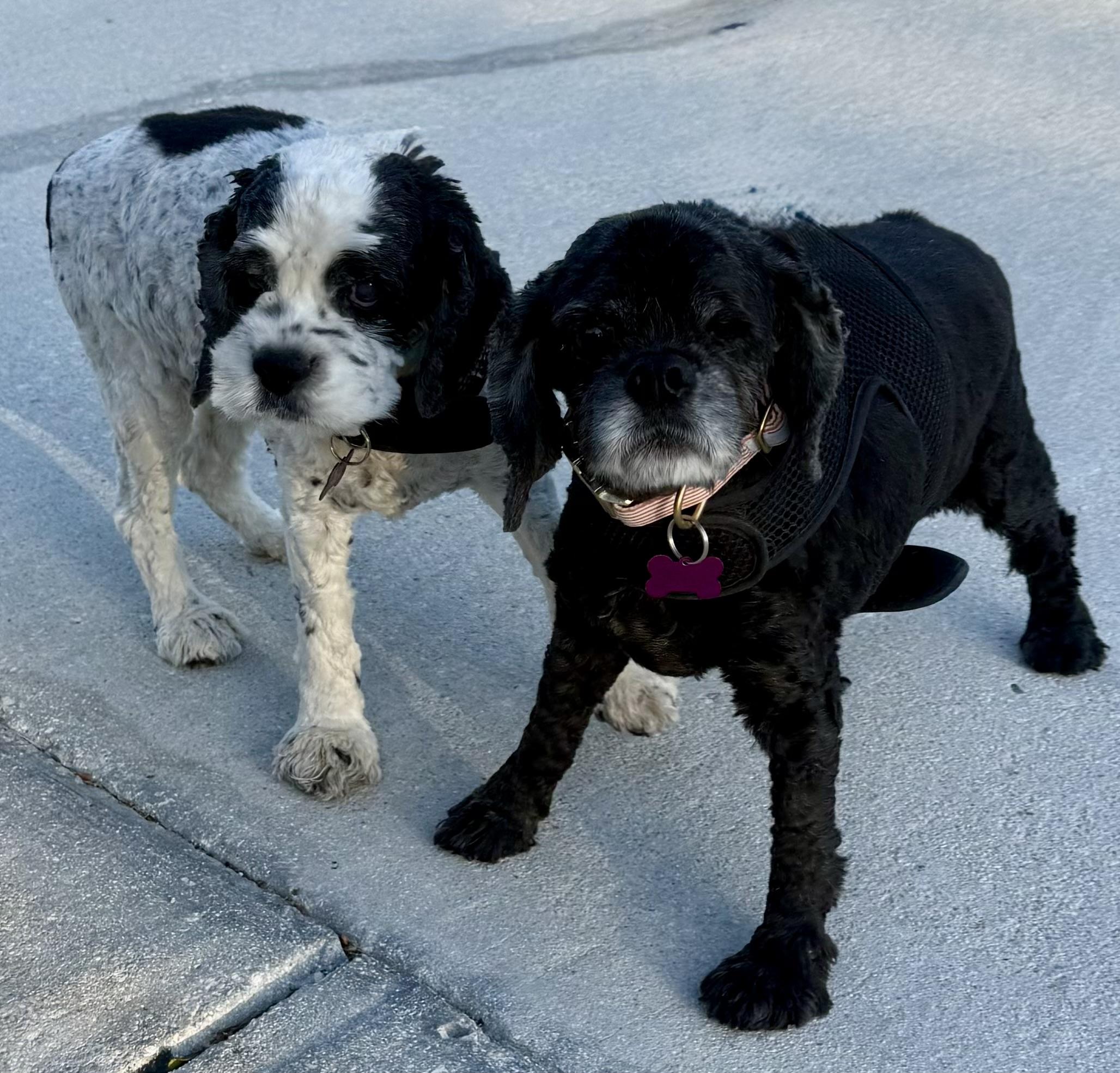 Enlarge Cherry Pie and Spy, a Adoptable Cocker Spaniel in Cape Coral, FL image 3/5