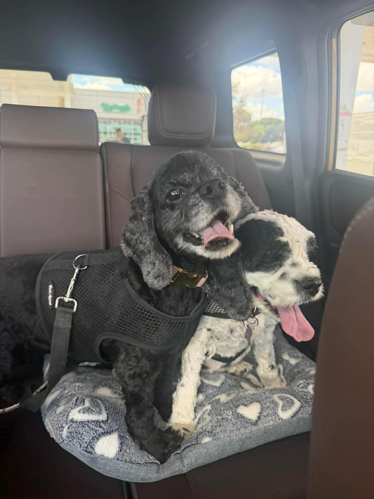 Enlarge Cherry Pie and Spy, a Adoptable Cocker Spaniel in Cape Coral, FL image 4/5
