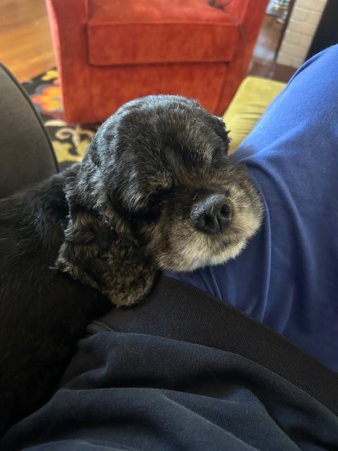 Enlarge Cherry Pie and Spy, a Adoptable Cocker Spaniel in Cape Coral, FL image 5/5