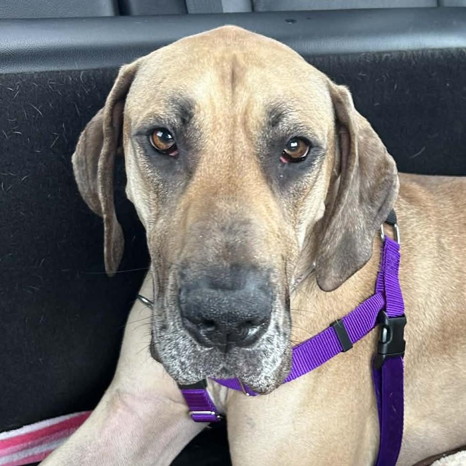 Little Debbie , ADOPTABLE, Young Female Great Dane & Mixed Breed.